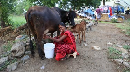 Financial Empowerment through Cattle Farming and Digital Loans in Rural India